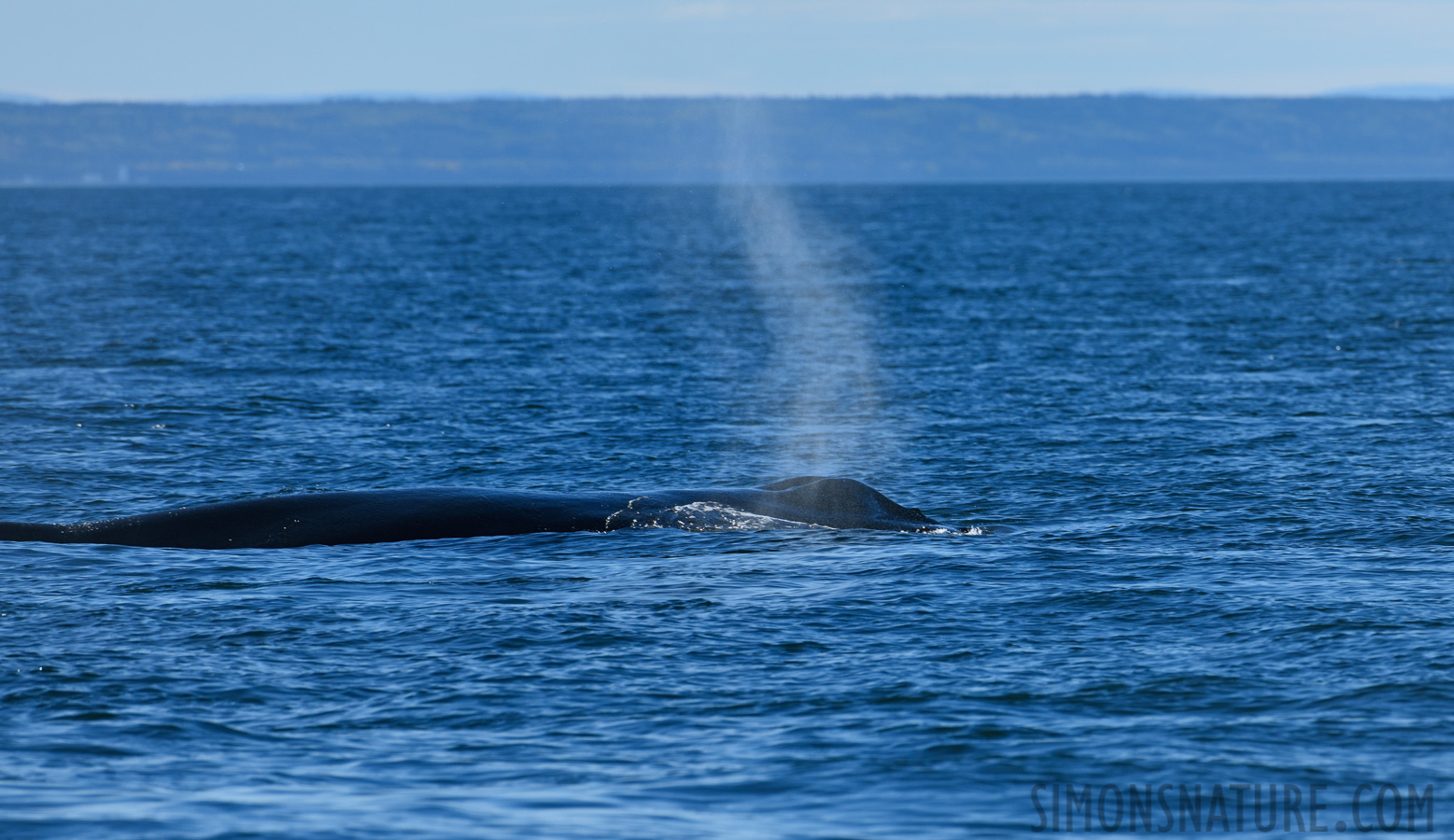 Megaptera novaeangliae [400 mm, 1/1250 sec at f / 9.0, ISO 400]